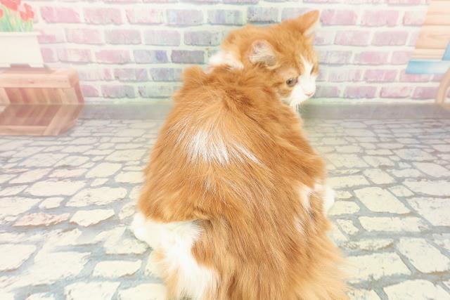 神奈川県のミヌエット (Coo&RIKU長津田店/2025年6月6日生まれ/男の子/レッドタビーホワイト)の子猫の4枚目の画像