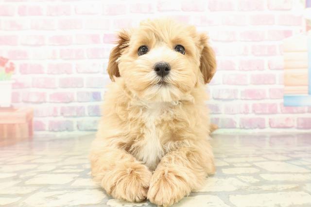 青森県のマルプー(マルチーズ×プードル) (Coo&RIKU八戸店/2025年10月30日生まれ/男の子/アプリコットホワイト)の子犬の1枚目の画像