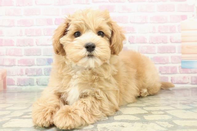 青森県のマルプー(マルチーズ×プードル) (Coo&RIKU八戸店/2025年10月30日生まれ/男の子/アプリコットホワイト)の子犬の2枚目の画像