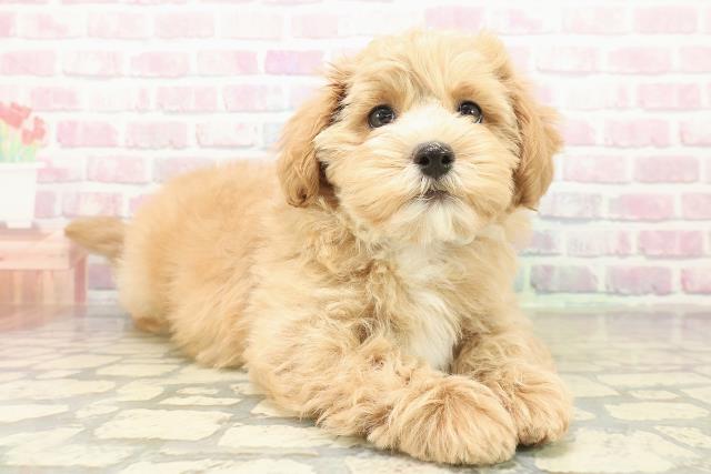 青森県のマルプー(マルチーズ×プードル) (Coo&RIKU八戸店/2025年10月30日生まれ/男の子/アプリコットホワイト)の子犬の3枚目の画像