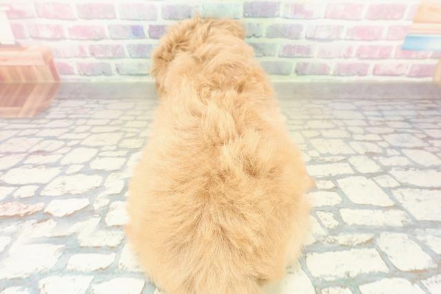 青森県のマルプー(マルチーズ×プードル) (Coo&RIKU八戸店/2025年10月30日生まれ/男の子/アプリコットホワイト)の子犬の4枚目の画像