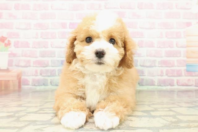 青森県のマルプー(マルチーズ×プードル) (Coo&RIKU弘前店/2025年10月30日生まれ/男の子/アプリコットホワイト)の子犬の1枚目の画像