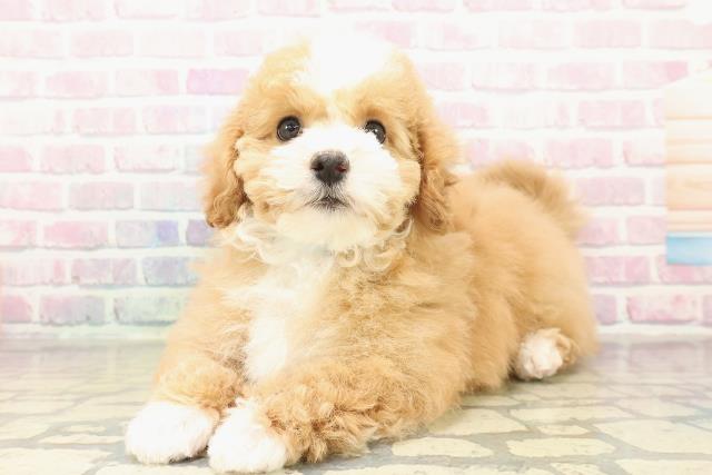 青森県のマルプー(マルチーズ×プードル) (Coo&RIKU弘前店/2025年10月30日生まれ/男の子/アプリコットホワイト)の子犬の2枚目の画像