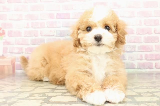 青森県のマルプー(マルチーズ×プードル) (Coo&RIKU弘前店/2025年10月30日生まれ/男の子/アプリコットホワイト)の子犬の3枚目の画像