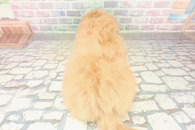 青森県のマルプー(マルチーズ×プードル) (Coo&RIKU弘前店/2025年10月30日生まれ/男の子/アプリコットホワイト)の子犬の4枚目の画像