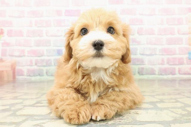 福島県のマルプー(マルチーズ×プードル) (Coo&RIKU郡山店/2025年10月30日生まれ/男の子/アプリコットホワイト)の子犬の1枚目の画像