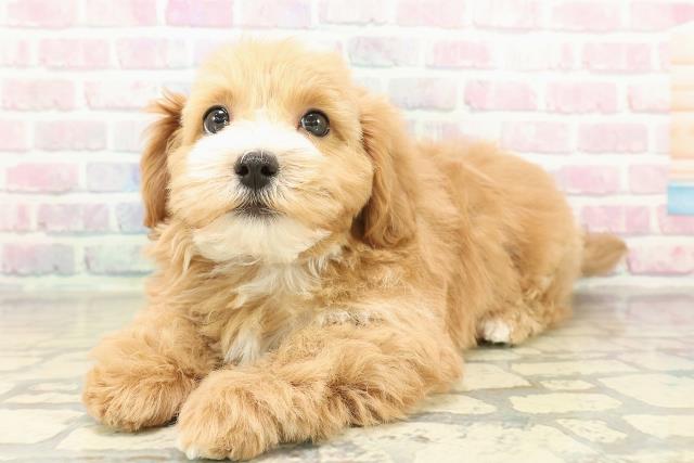 福島県のマルプー(マルチーズ×プードル) (Coo&RIKU郡山店/2025年10月30日生まれ/男の子/アプリコットホワイト)の子犬の2枚目の画像