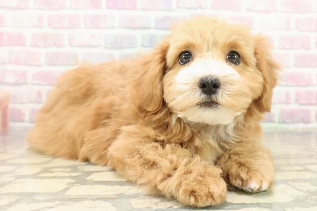 福島県のマルプー(マルチーズ×プードル) (Coo&RIKU郡山店/2025年10月30日生まれ/男の子/アプリコットホワイト)の子犬の3枚目の画像