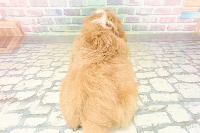 福島県のマルプー(マルチーズ×プードル) (Coo&RIKU郡山店/2025年10月30日生まれ/男の子/アプリコットホワイト)の子犬の4枚目の画像