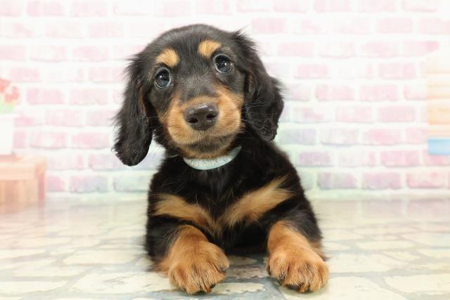 長野県のミニチュアダックスフンド(ロング) (Coo&RIKU松本店/2025年10月31日生まれ/男の子/ブラックタン)の子犬の1枚目の画像