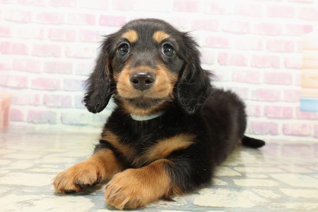 長野県のミニチュアダックスフンド(ロング) (Coo&RIKU松本店/2025年10月31日生まれ/男の子/ブラックタン)の子犬の2枚目の画像