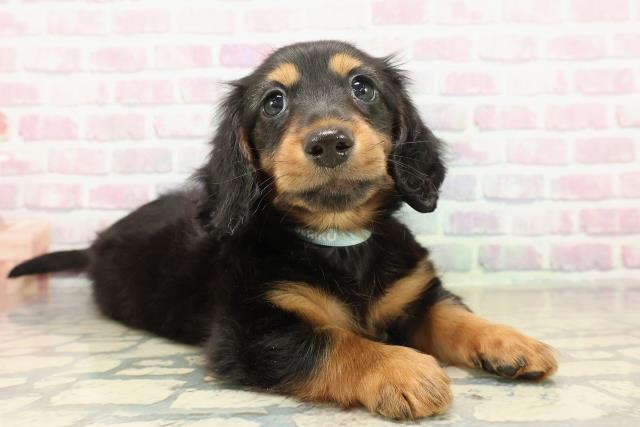 長野県のミニチュアダックスフンド(ロング) (Coo&RIKU松本店/2025年10月31日生まれ/男の子/ブラックタン)の子犬の3枚目の画像