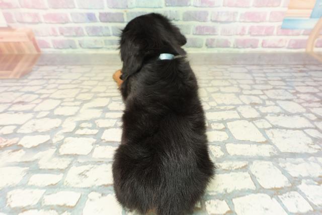 長野県のミニチュアダックスフンド(ロング) (Coo&RIKU松本店/2025年10月31日生まれ/男の子/ブラックタン)の子犬の4枚目の画像