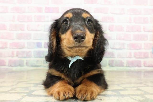 新潟県のミニチュアダックスフンド(ロング) (Coo&RIKU長岡店/2025年10月31日生まれ/男の子/ブラックタン)の子犬の1枚目の画像