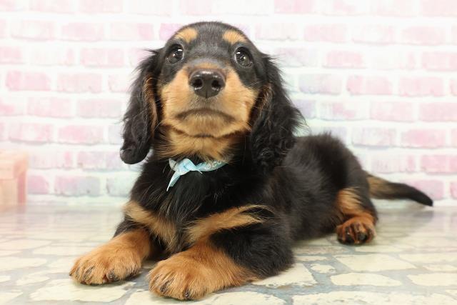 新潟県のミニチュアダックスフンド(ロング) (Coo&RIKU長岡店/2025年10月31日生まれ/男の子/ブラックタン)の子犬の2枚目の画像