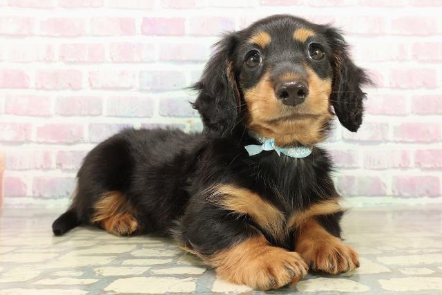 新潟県のミニチュアダックスフンド(ロング) (Coo&RIKU長岡店/2025年10月31日生まれ/男の子/ブラックタン)の子犬の3枚目の画像