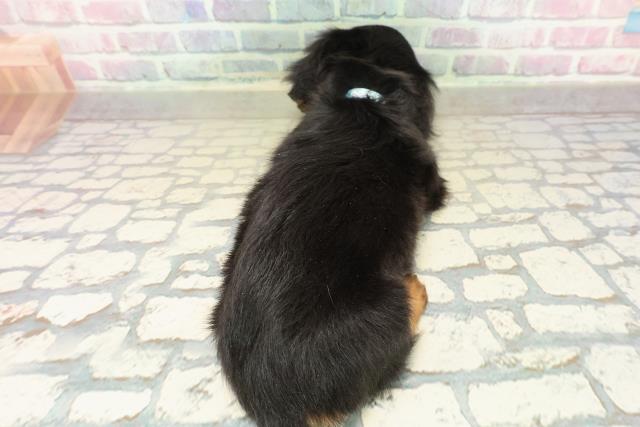 新潟県のミニチュアダックスフンド(ロング) (Coo&RIKU長岡店/2025年10月31日生まれ/男の子/ブラックタン)の子犬の4枚目の画像