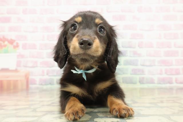 東京都のミニチュアダックスフンド(ロング) (Coo&RIKU足立本店/2025年10月31日生まれ/男の子/ブラックタン)の子犬の1枚目の画像