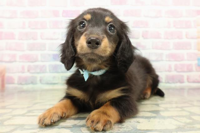 東京都のミニチュアダックスフンド(ロング) (Coo&RIKU足立本店/2025年10月31日生まれ/男の子/ブラックタン)の子犬の2枚目の画像