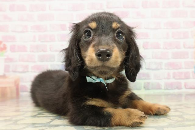 東京都のミニチュアダックスフンド(ロング) (Coo&RIKU足立本店/2025年10月31日生まれ/男の子/ブラックタン)の子犬の3枚目の画像