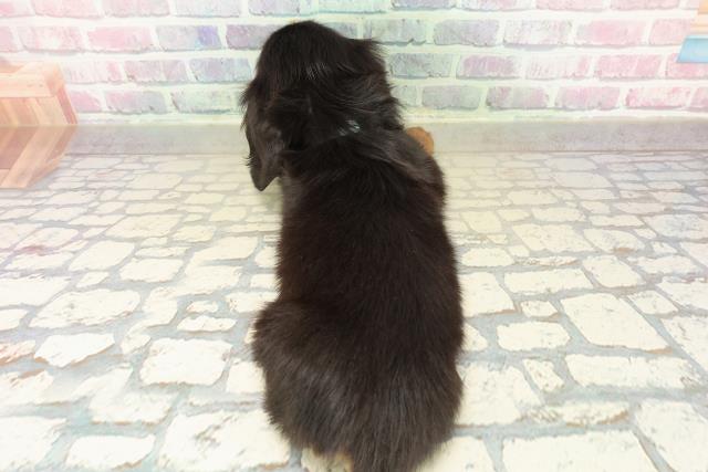 東京都のミニチュアダックスフンド(ロング) (Coo&RIKU足立本店/2025年10月31日生まれ/男の子/ブラックタン)の子犬の4枚目の画像