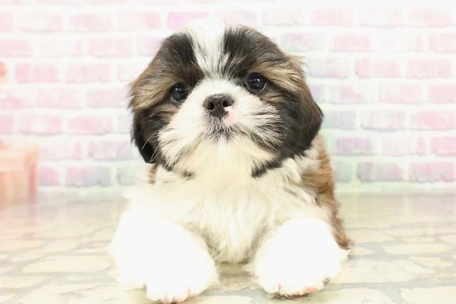 埼玉県のシーズー (Coo&RIKU岩槻店/2025年10月31日生まれ/男の子/ゴールドホワイト)の子犬の1枚目の画像