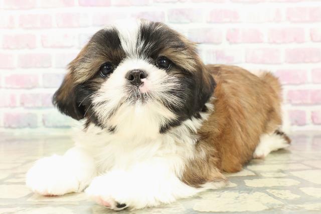 埼玉県のシーズー (Coo&RIKU岩槻店/2025年10月31日生まれ/男の子/ゴールドホワイト)の子犬の2枚目の画像