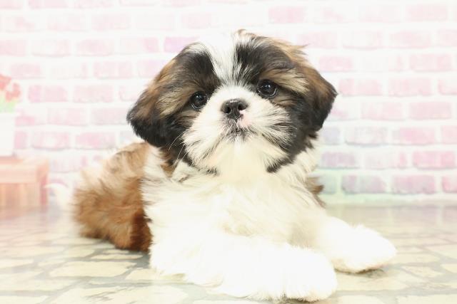 埼玉県のシーズー (Coo&RIKU岩槻店/2025年10月31日生まれ/男の子/ゴールドホワイト)の子犬の3枚目の画像