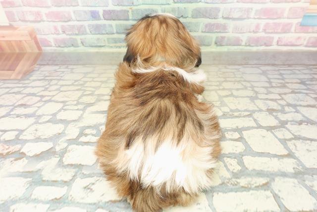 埼玉県のシーズー (Coo&RIKU岩槻店/2025年10月31日生まれ/男の子/ゴールドホワイト)の子犬の4枚目の画像