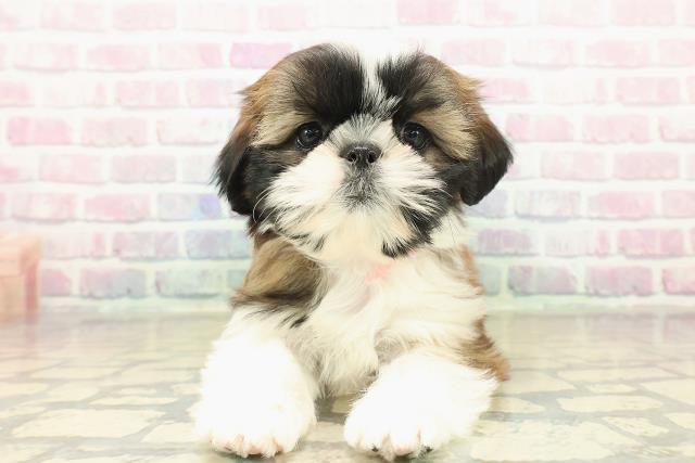 神奈川県のシーズー (Coo&RIKU横浜青葉店/2025年10月31日生まれ/女の子/ゴールドホワイト)の子犬