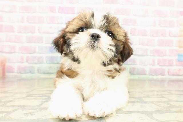 長野県のシーズー (Coo&RIKU松本店/2025年10月31日生まれ/女の子/ゴールドホワイト)の子犬の1枚目の画像