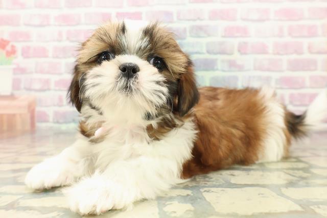 長野県のシーズー (Coo&RIKU松本店/2025年10月31日生まれ/女の子/ゴールドホワイト)の子犬の2枚目の画像