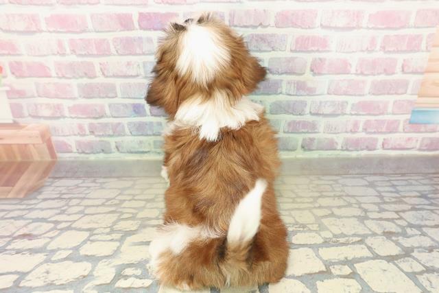 長野県のシーズー (Coo&RIKU松本店/2025年10月31日生まれ/女の子/ゴールドホワイト)の子犬の4枚目の画像