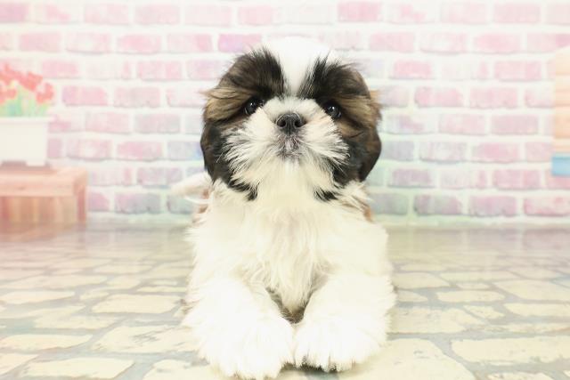 新潟県のシーズー (Coo&RIKUイオンモール新発田店/2025年10月31日生まれ/女の子/ゴールドホワイト)の子犬の1枚目の画像