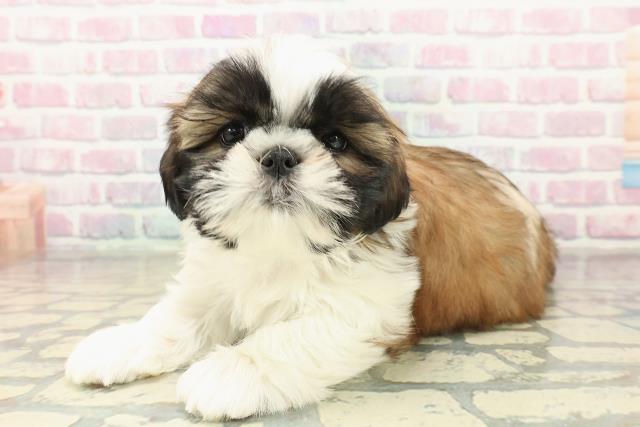 新潟県のシーズー (Coo&RIKUイオンモール新発田店/2025年10月31日生まれ/女の子/ゴールドホワイト)の子犬の2枚目の画像