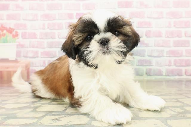 新潟県のシーズー (Coo&RIKUイオンモール新発田店/2025年10月31日生まれ/女の子/ゴールドホワイト)の子犬の3枚目の画像