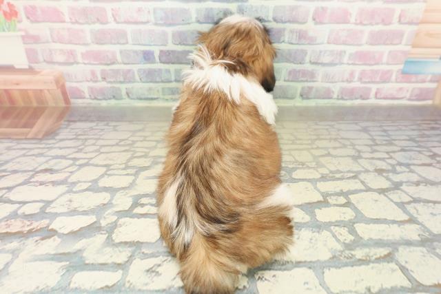 新潟県のシーズー (Coo&RIKUイオンモール新発田店/2025年10月31日生まれ/女の子/ゴールドホワイト)の子犬の4枚目の画像