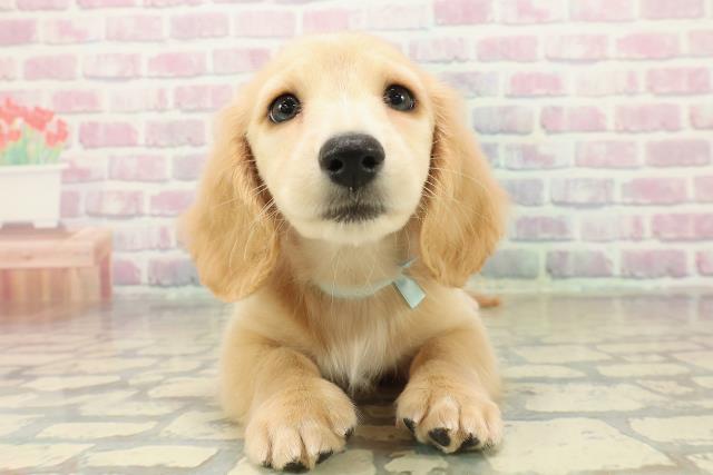 埼玉県のミニチュアダックスフンド(ロング) (Coo&RIKU綿半坂戸店/2025年11月1日生まれ/男の子/イエロー)の子犬の1枚目の画像