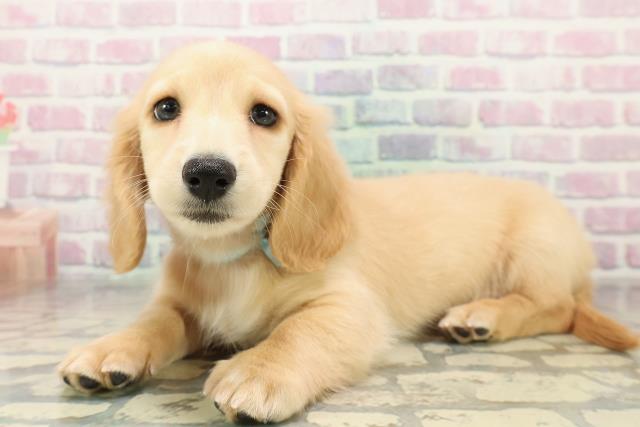 埼玉県のミニチュアダックスフンド(ロング) (Coo&RIKU綿半坂戸店/2025年11月1日生まれ/男の子/イエロー)の子犬の2枚目の画像