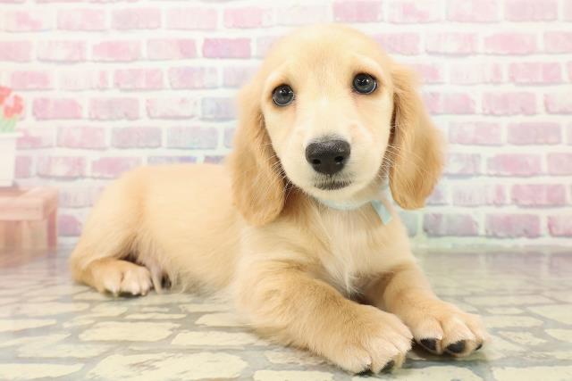 埼玉県のミニチュアダックスフンド(ロング) (Coo&RIKU綿半坂戸店/2025年11月1日生まれ/男の子/イエロー)の子犬の3枚目の画像