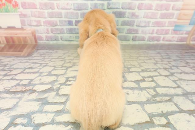 埼玉県のミニチュアダックスフンド(ロング) (Coo&RIKU綿半坂戸店/2025年11月1日生まれ/男の子/イエロー)の子犬の4枚目の画像