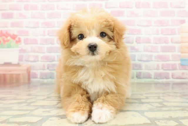 長野県のポメプー(ポメラニアン×プードル) (Coo&RIKU松本店/2025年11月2日生まれ/男の子/アプリコットホワイト)の子犬の1枚目の画像