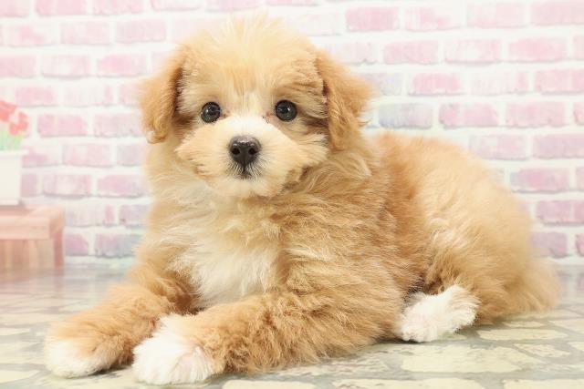 長野県のポメプー(ポメラニアン×プードル) (Coo&RIKU松本店/2025年11月2日生まれ/男の子/アプリコットホワイト)の子犬の2枚目の画像