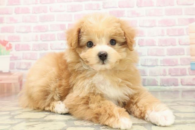 長野県のポメプー(ポメラニアン×プードル) (Coo&RIKU松本店/2025年11月2日生まれ/男の子/アプリコットホワイト)の子犬の3枚目の画像