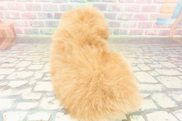 長野県のポメプー(ポメラニアン×プードル) (Coo&RIKU松本店/2025年11月2日生まれ/男の子/アプリコットホワイト)の子犬の4枚目の画像