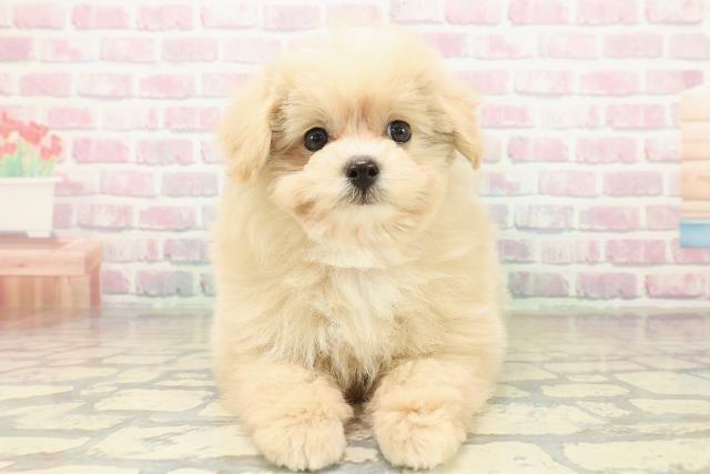 茨城県のポメプー(ポメラニアン×プードル) (Coo&RIKU筑西店/2025年11月2日生まれ/女の子/クリームホワイト)の子犬の1枚目の画像