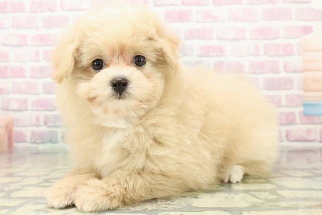 茨城県のポメプー(ポメラニアン×プードル) (Coo&RIKU筑西店/2025年11月2日生まれ/女の子/クリームホワイト)の子犬の2枚目の画像