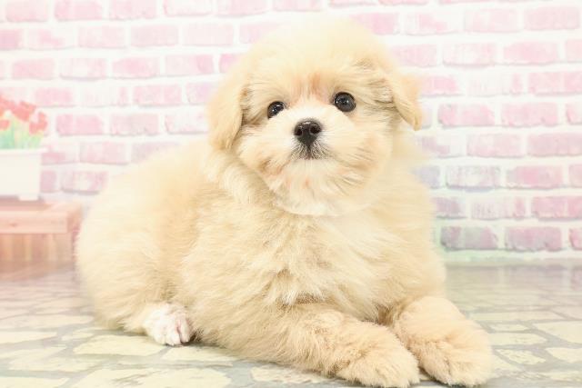 茨城県のポメプー(ポメラニアン×プードル) (Coo&RIKU筑西店/2025年11月2日生まれ/女の子/クリームホワイト)の子犬の3枚目の画像