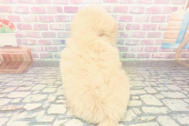 茨城県のポメプー(ポメラニアン×プードル) (Coo&RIKU筑西店/2025年11月2日生まれ/女の子/クリームホワイト)の子犬の4枚目の画像