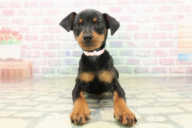 福島県のミニチュアピンシャー (Coo&RIKU郡山店/2025年10月24日生まれ/女の子/ブラックタン)の子犬の1枚目の画像